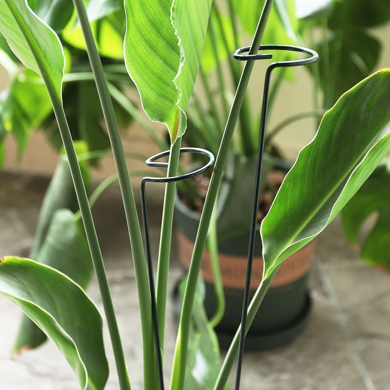 1/10pcs Garden Support Stake R - Gardening Tools For Vines recensione e prezzo