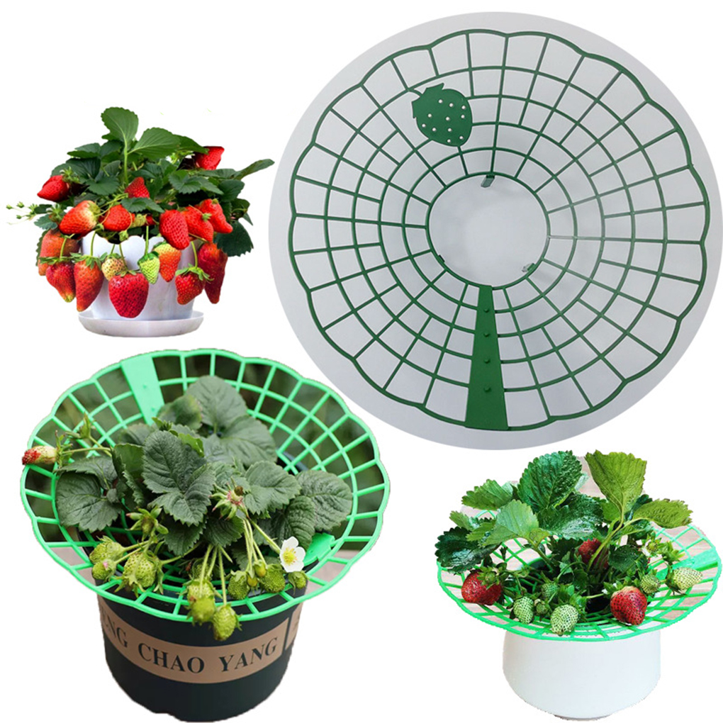 20PCS Strawberry Stand Green C - Gardening Tools For Vines recensione e prezzo