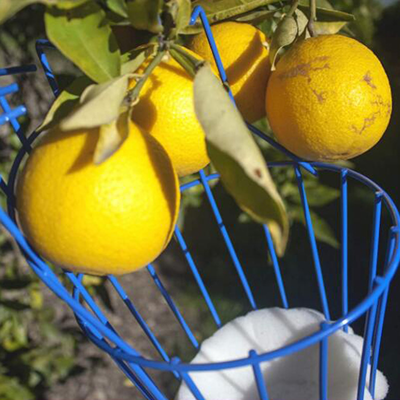 Fruit Picking Machine Fruit Co - Gardening Tools Equipment recensione e prezzo