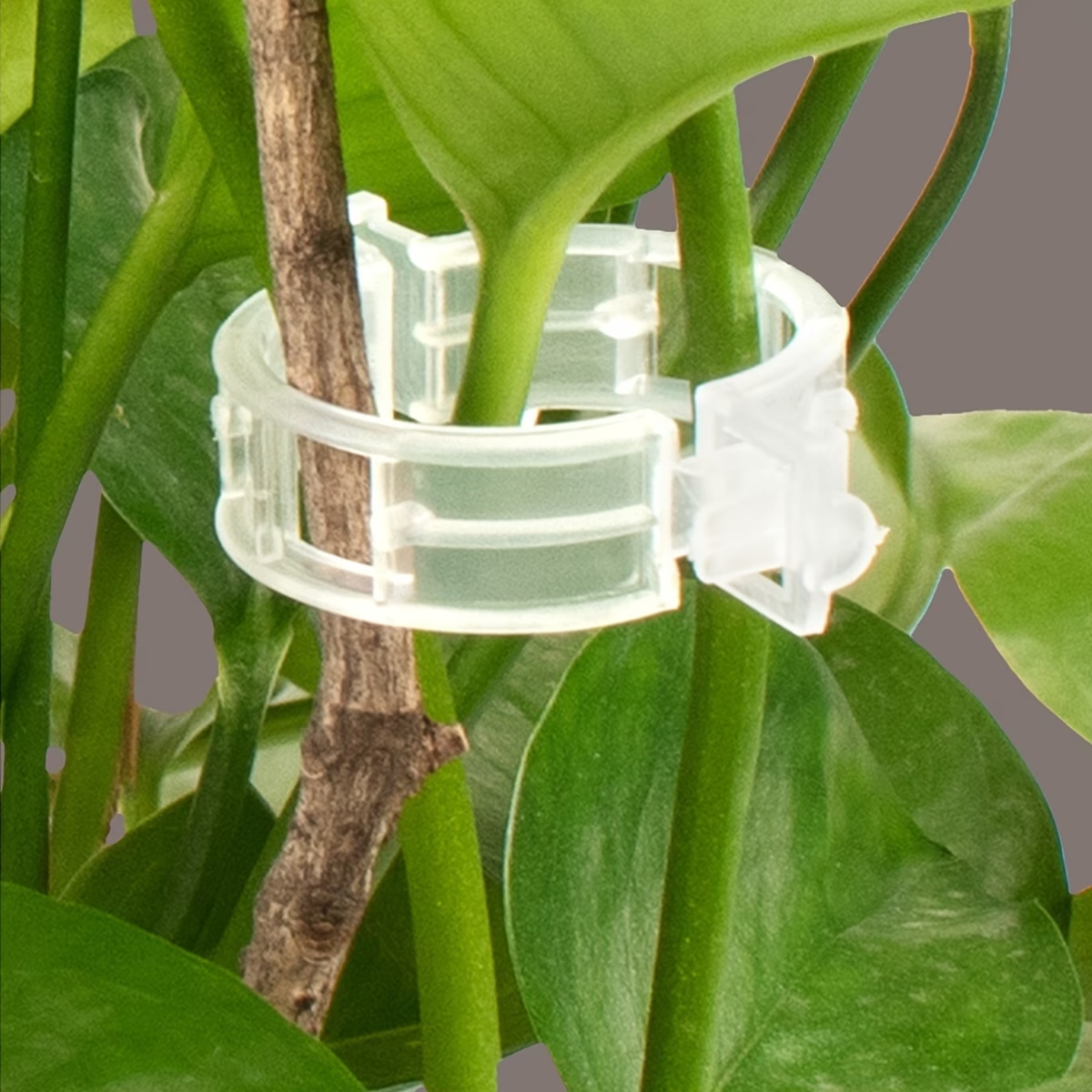 Wholesale Plant Support Clips  - Gardening Tools For Vines recensione e prezzo