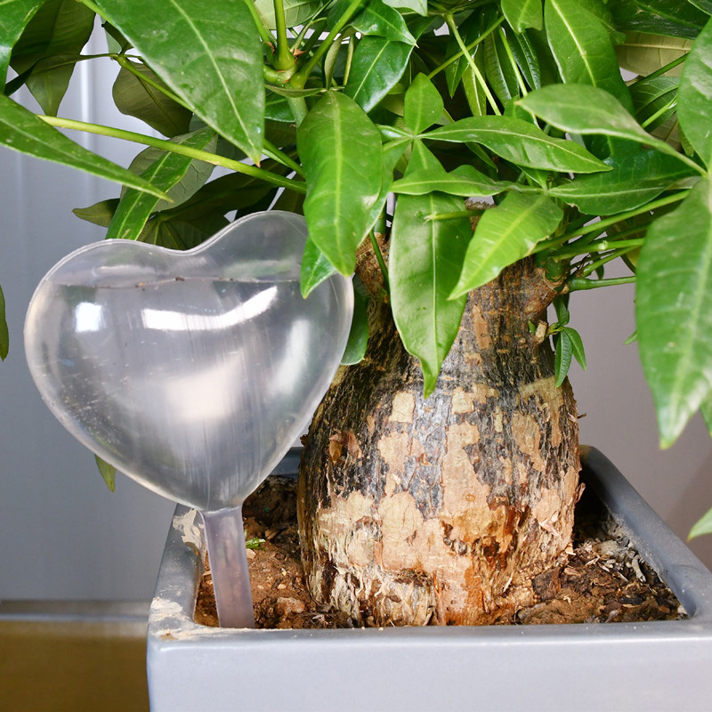House/Garden Water Houseplant  - Gardening Tools Equipment recensione e prezzo