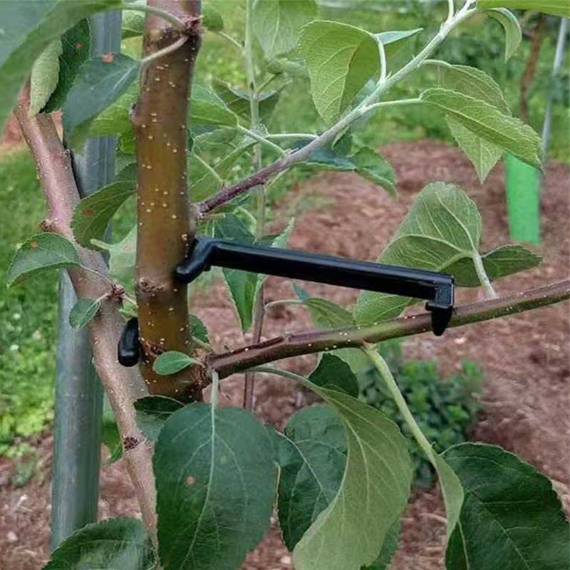 10-30Pcs Fruit Tree Clips Plan - Gardening Tools For Vines recensione e prezzo