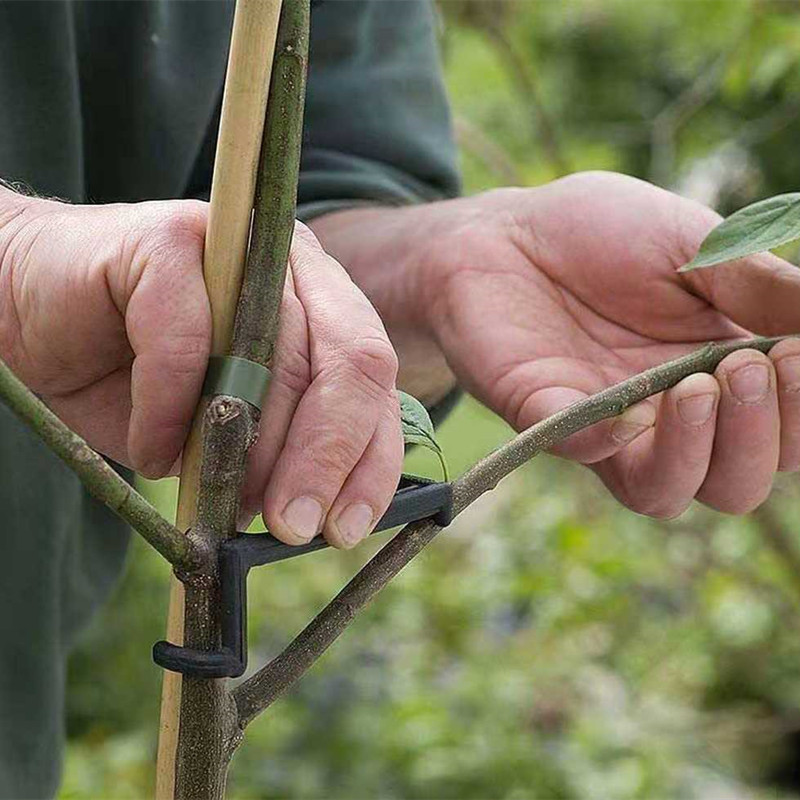 10-30Pcs Fruit Tree Clips Plan - Gardening Tools For Vines recensione e prezzo