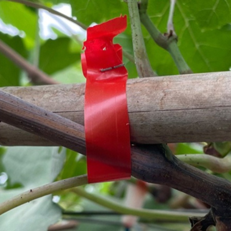 Grape Branch Binding Machine S - Gardening Tools For Vines recensione e prezzo